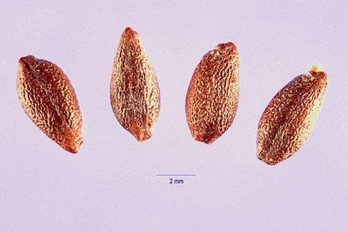 Семена барбариса обыкновенного