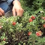 Брусника садовая — кустарник величиной с детское ведерко