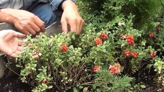 Брусника садовая — кустарник величиной с детское ведерко
