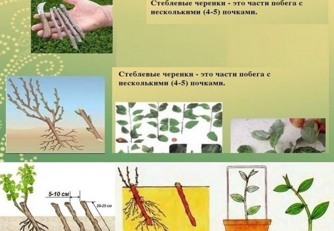 Размножение растений стеблевыми черенками