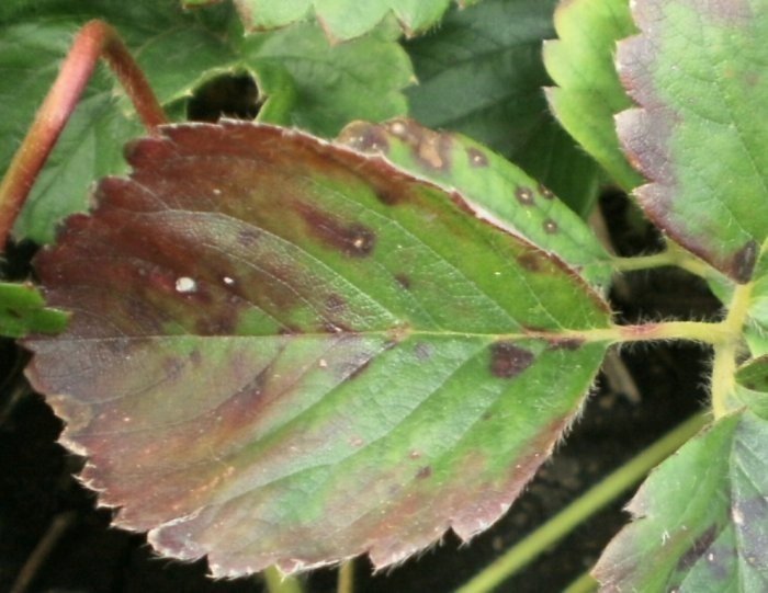 Крапивница от листьев клубники