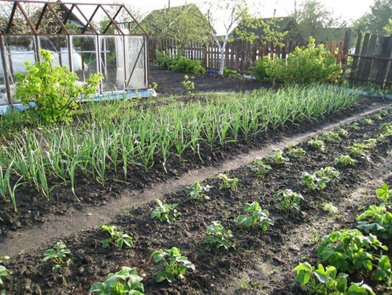 Соседство овощей на грядках в огороде