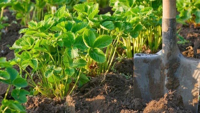 Почва для клубники: обработка перед посадкой и состав