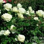 Роза «Анастасия»: описание сорта, фото и отзывы