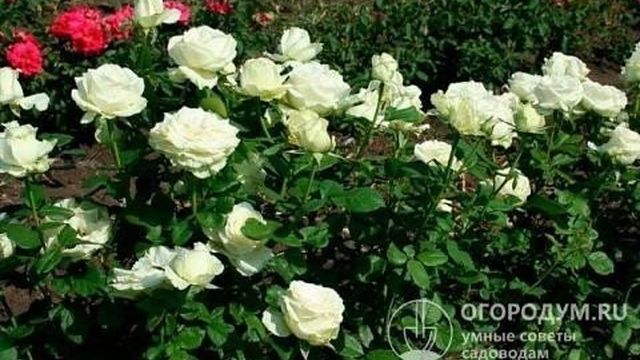 Роза «Анастасия»: описание сорта, фото и отзывы