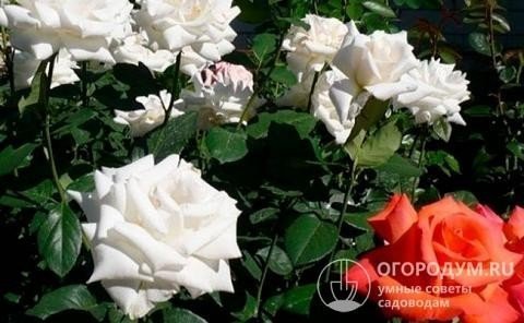 Роза чайно-гибридная белая «боинг»