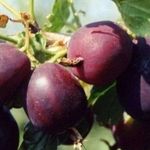 Крыжовник Черносливовый: описание и особенности выращивания сорта