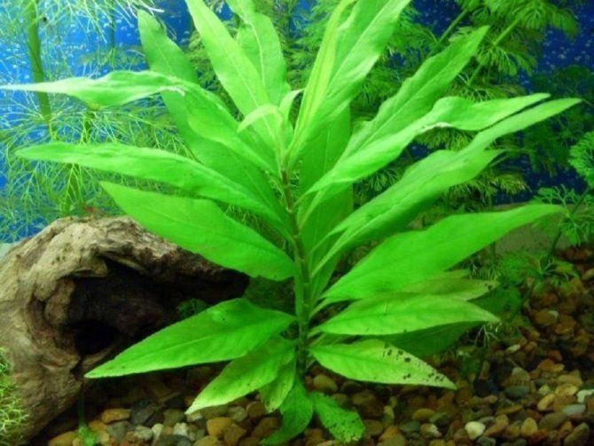 Гигрофила аквариумное растение