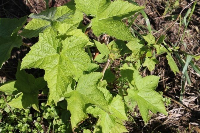 Vitis vinifera leaf
