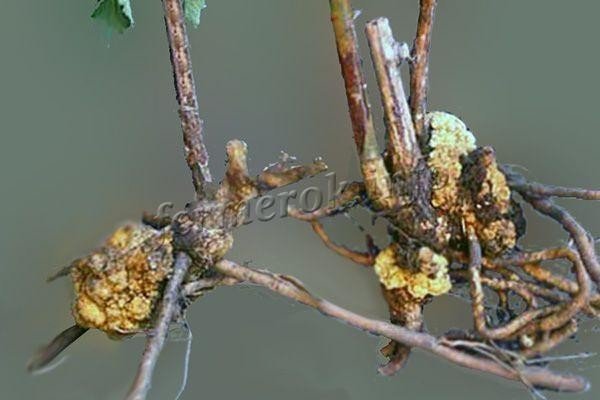 Agrobacterium tumefaciens на винограде