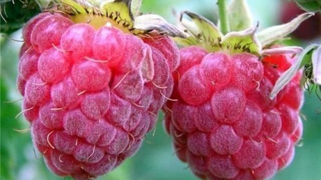 Сорт малины Бальзам — описание, посадка, выращивание и уход за ягодой, защита от болезней и вредителей