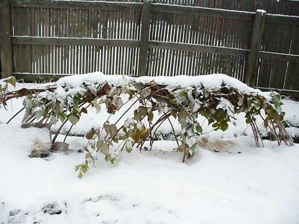 Укрытие малинового дерева на зиму