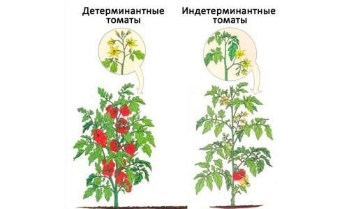 Пасынкование детерминантных томатов