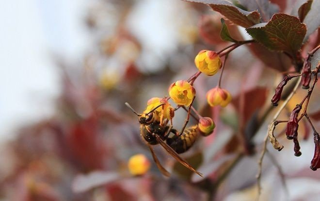 Цветки барбариса и пчела