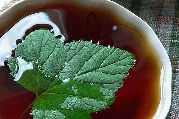 Чай из листьев смородины и малины