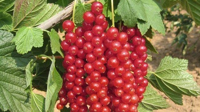 Посадка красной смородины: описание и характеристики вида, уход и выращивание