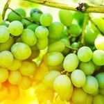 «Августин» — один из лучших морозоустойчивых сортов винограда