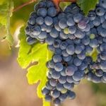 Читать онлайн Обрезка винограда