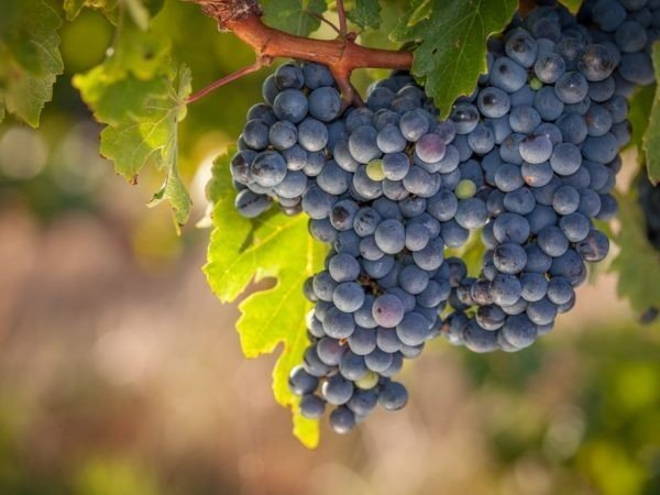 Виноград неукрывной мариновский