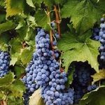 Характеристики винограда «ливадийский черный»