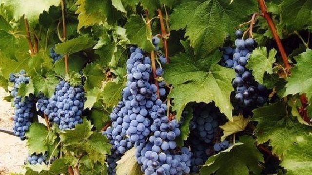 Характеристики винограда «ливадийский черный»
