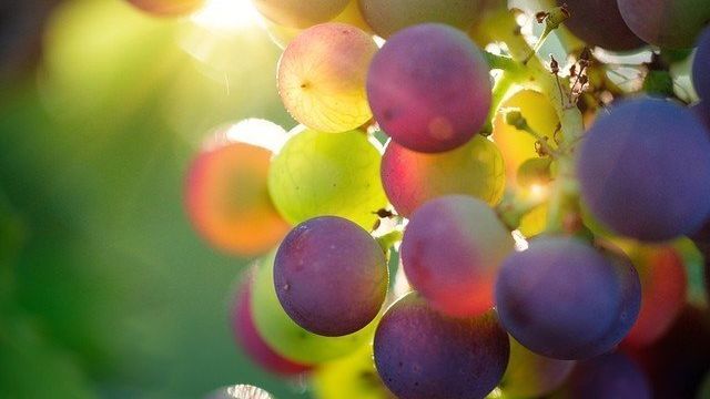 Инструкция по посадке саженцев винограда
