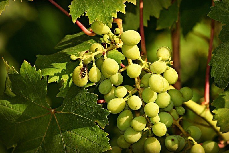 Виноград с гроздьями виноградник кубань