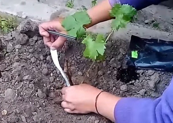 Высаживание винограда