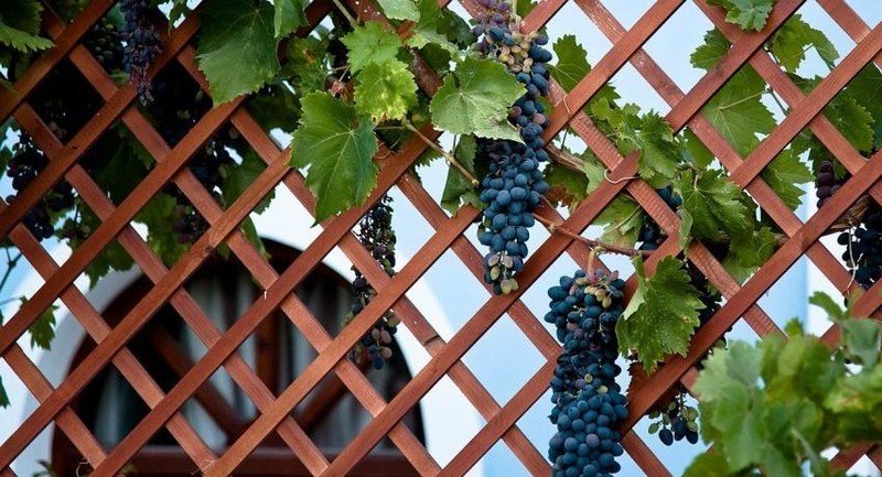 Подвязывание винограда мукузани
