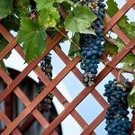 Как подвязать виноград