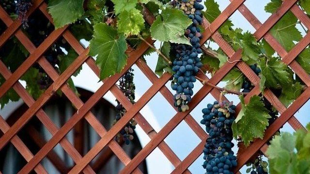 Как правильно подвязывать виноград весной к шпалере, инструмент для новичков