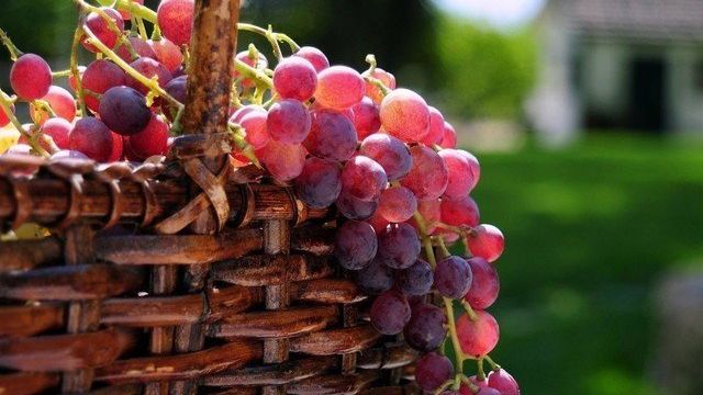 Виноград Велес: описание, характеристики, плюсы и минусы сорта