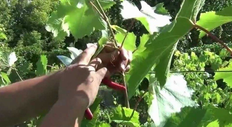 Обрезка винограда летом