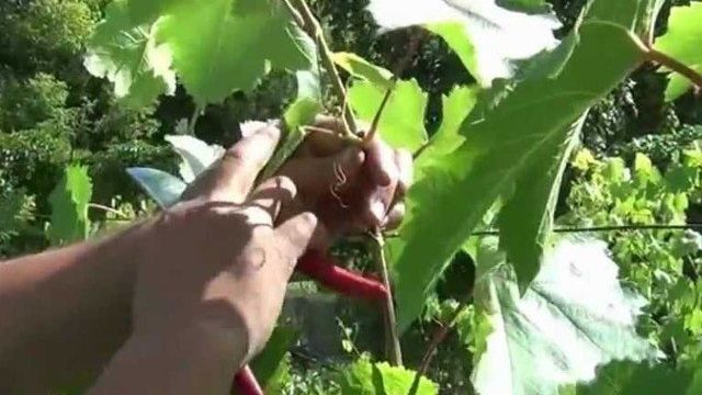 Чеканка винограда летом и осенью: как правильно чеканить побеги в июле и августе