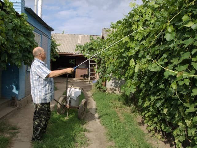 Опрыскивание виноградников