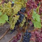 Как укрыть саженец винограда зимой