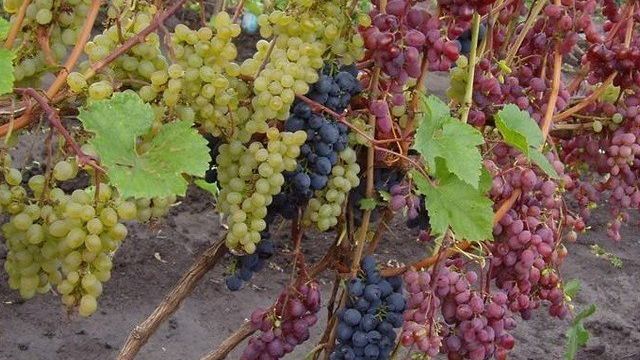 Как укрыть саженец винограда зимой