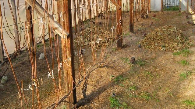Как укрыть виноград на зиму в средней полосе и Подмосковье