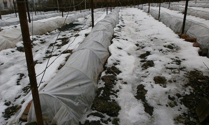 Укрытие винограда в подмосковье на зиму спанбондом