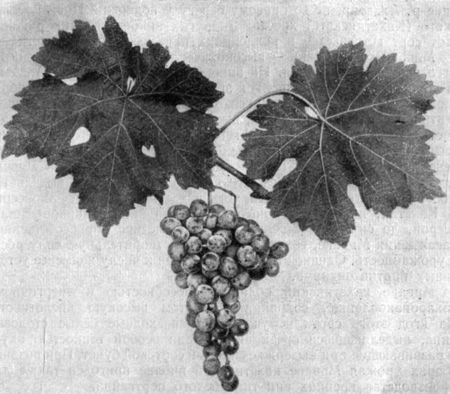 Мцване кахетинский сорт винограда