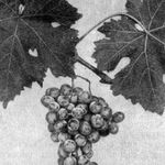 Мцвиване кахури — сорт винограда