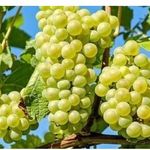 Мускатный виноград Русбол: описание сорта с характеристикой и отзывами