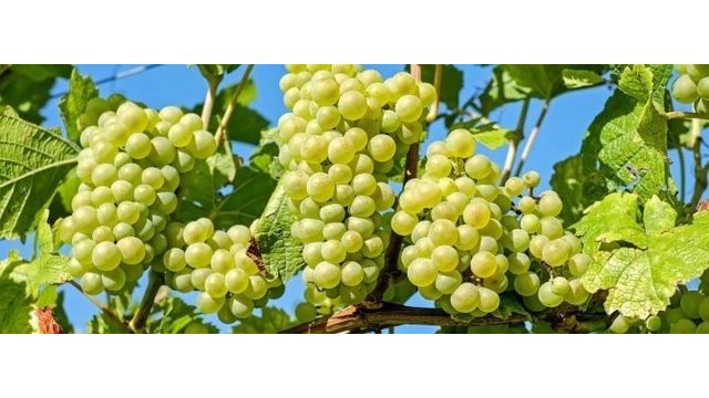 Мускатный виноград Русбол: описание сорта с характеристикой и отзывами