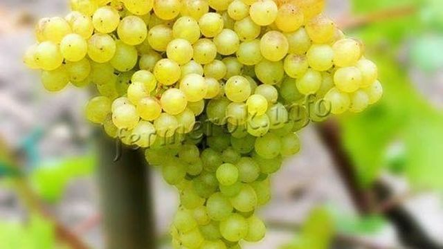 Виноград Кишмиш 342: описание сорта, отзывы садоводов, преимущества и недостатки, особенности выращивания