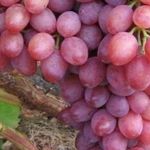 Описание и характеристики сорта винограда Водограй плюсы и минусы выращивание