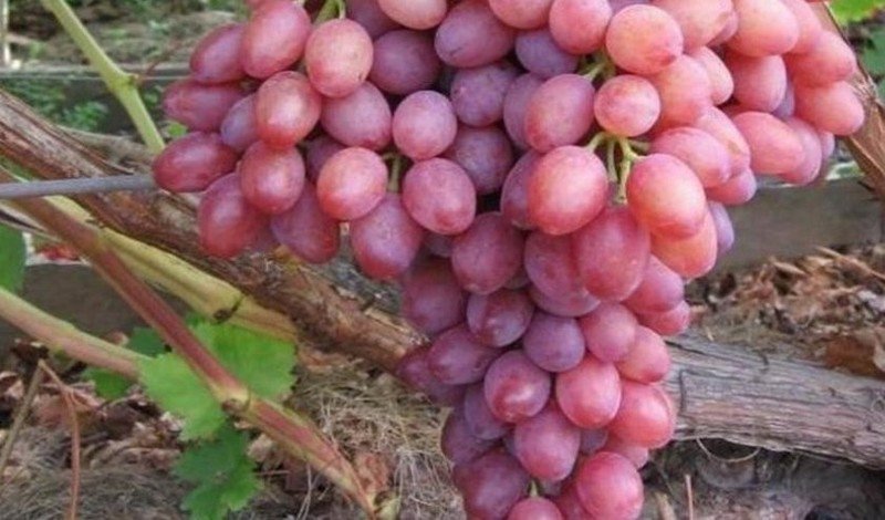 Саженцы винограда кишмиш лучистый