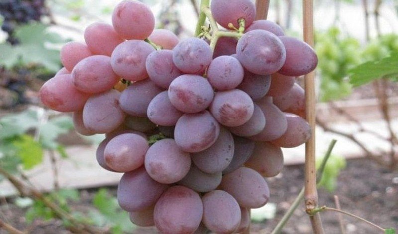 Сорт винограда арго