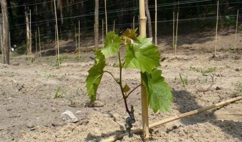 Виноградные посадки