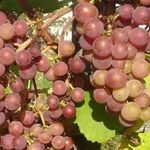 Описание, посадка и уход за виноградом Минский розовый