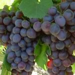 Описание сорта и особенности выращивания винограда «русский ранний»